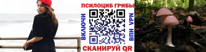 darknet наркотические препараты  Чекалин  Псилоцибиновые грибы мицелий 